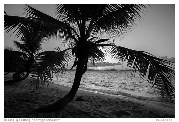 Palm tree and sunset, Salomon Beach. Virgin Islands National Park (black and white)