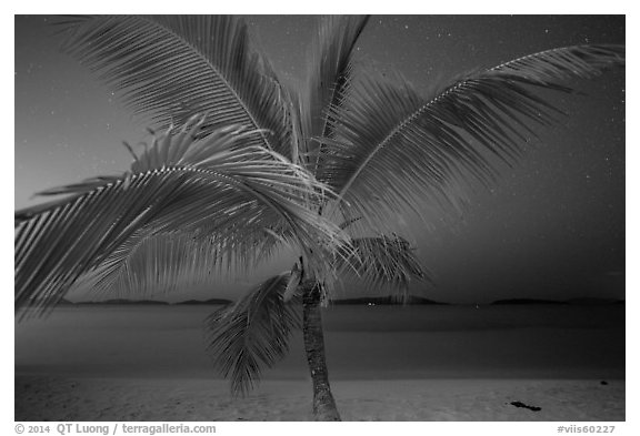 Palm tree and beach at night, Salomon Beach. Virgin Islands National Park (black and white)