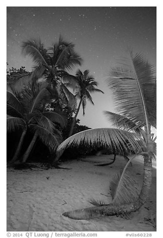 Palm trees on beach at night, Salomon Beach. Virgin Islands National Park (black and white)