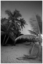 Palm trees on beach at night, Salomon Beach. Virgin Islands National Park ( black and white)