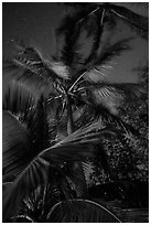 Coconut trees at night, Salomon Beach. Virgin Islands National Park ( black and white)