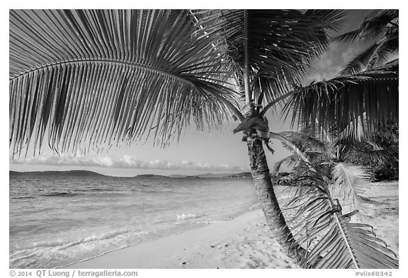 Palm tree framing beach, Salomon Bay. Virgin Islands National Park (black and white)