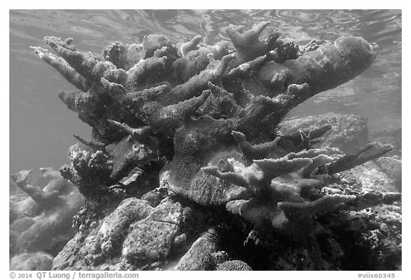 Elkhorn coral, Trunk Bay. Virgin Islands National Park (black and white)
