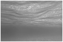 Underwater picture of water surface reflection. Virgin Islands National Park ( black and white)