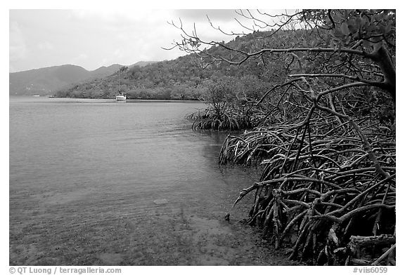 Mangrove shore, Round Bay. Virgin Islands National Park, US Virgin Islands.