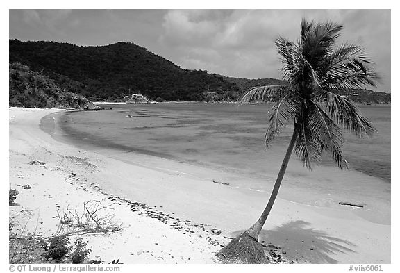 Beach and palm tree in Hurricane Hole Bay. Virgin Islands National Park, US Virgin Islands.