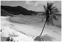 Beach and palm tree in Hurricane Hole Bay. Virgin Islands National Park, US Virgin Islands. (black and white)