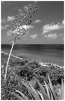 Agave and tall flower on Ram Head. Virgin Islands National Park ( black and white)