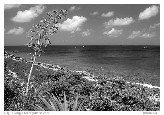 Centenial flower and ocean on Ram Head. Virgin Islands National Park, US Virgin Islands.