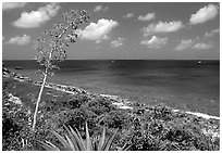 Centenial flower and ocean on Ram Head. Virgin Islands National Park, US Virgin Islands. (black and white)