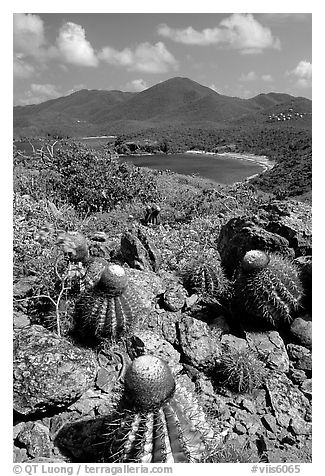 Cactus on Ram Head. Virgin Islands National Park, US Virgin Islands.