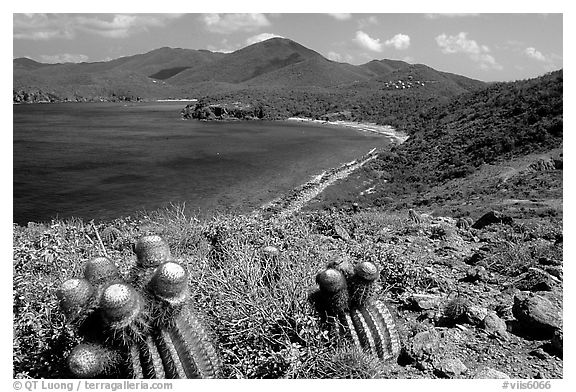Cactus and bay, Ram Head. Virgin Islands National Park (black and white)