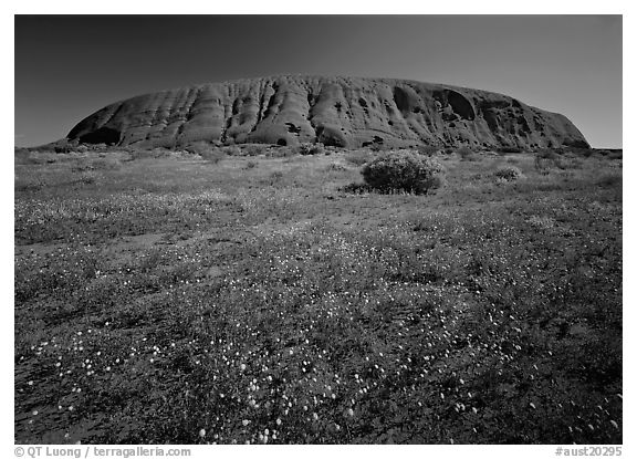 Flowers and Ayers Rock. Uluru-Kata Tjuta National Park, Northern Territories, Australia (black and white)