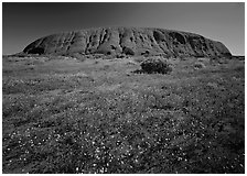 Flowers and Ayers Rock. Australia ( black and white)