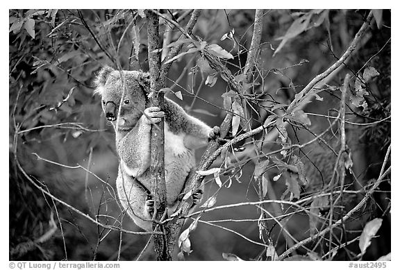 Koala in natural environment. Australia