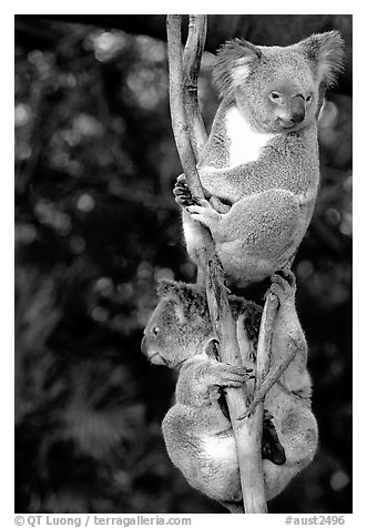 Two koalas. Australia (black and white)