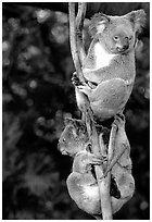 Two koalas. Australia ( black and white)