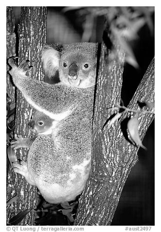 Koala with cub. Australia (black and white)