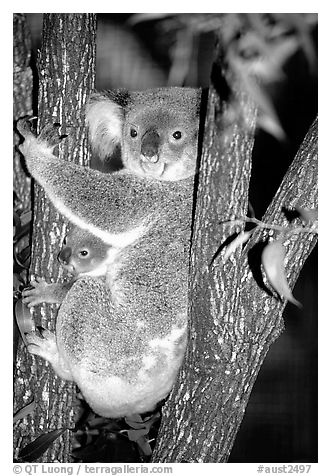 Koala with cub. Australia (black and white)