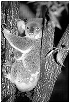 Koala with cub. Australia (black and white)