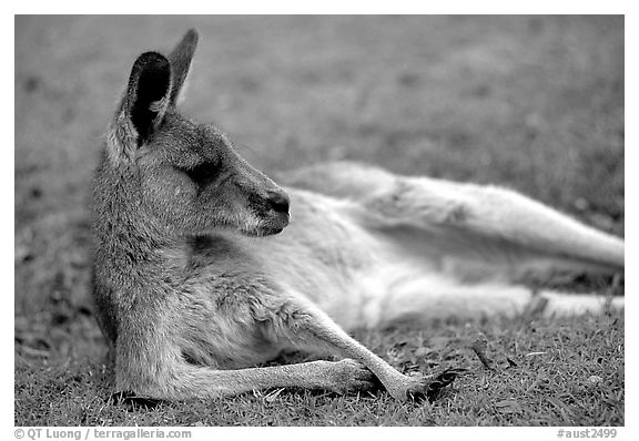 Kangaroo laying on its side. Australia (black and white)