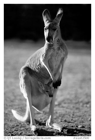 Female Kangaroo with joey in pocket. Australia
