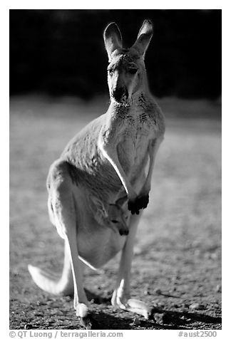 Female Kangaroo with joey in pocket. Australia (black and white)