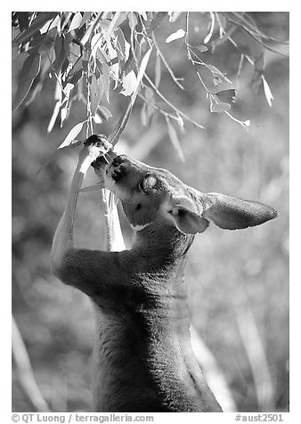 Kangaroo reaching for leaves. Australia