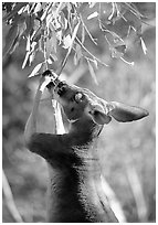 Kangaroo reaching for leaves. Australia (black and white)