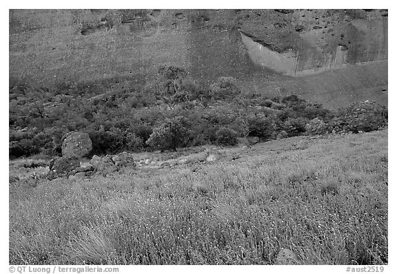 Blue flowers at the base of the Olgas. Olgas, Uluru-Kata Tjuta National Park, Northern Territories, Australia (black and white)