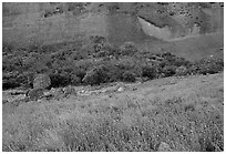 Blue flowers at the base of the Olgas. Olgas, Uluru-Kata Tjuta National Park, Northern Territories, Australia (black and white)