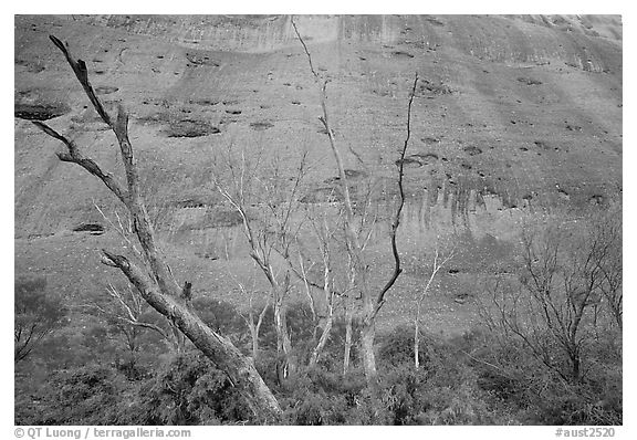 Trees at the base of the Olgas. Olgas, Uluru-Kata Tjuta National Park, Northern Territories, Australia (black and white)