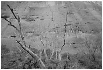 Trees at the base of the Olgas. Olgas, Uluru-Kata Tjuta National Park, Northern Territories, Australia (black and white)