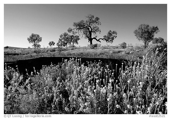 Wildflowers and trees. Northern Territories, Australia