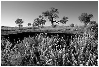Wildflowers and trees. Northern Territories, Australia (black and white)