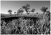 Wildflowers and trees. Northern Territories, Australia ( black and white)