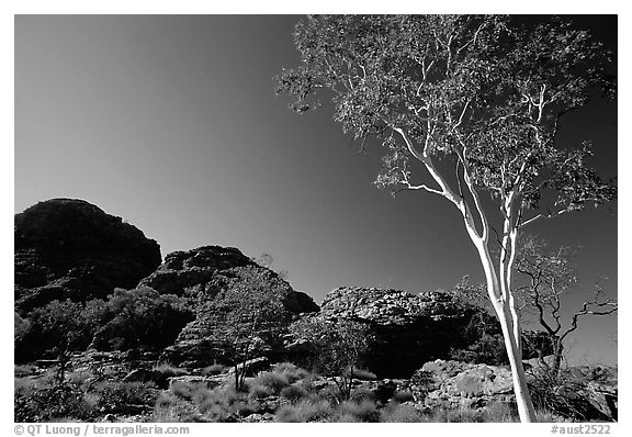 Gum tree in Kings Canyon, Watarrka National Park,. Northern Territories, Australia