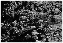 Kings Canyon slopes, Watarrka National Park. Northern Territories, Australia (black and white)