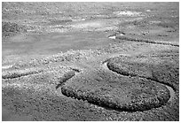 Aerial meandering river in rainforest near Cape Tribulation. Queensland, Australia (black and white)