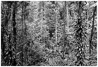 Rainforest, Cape Tribulation. Queensland, Australia (black and white)