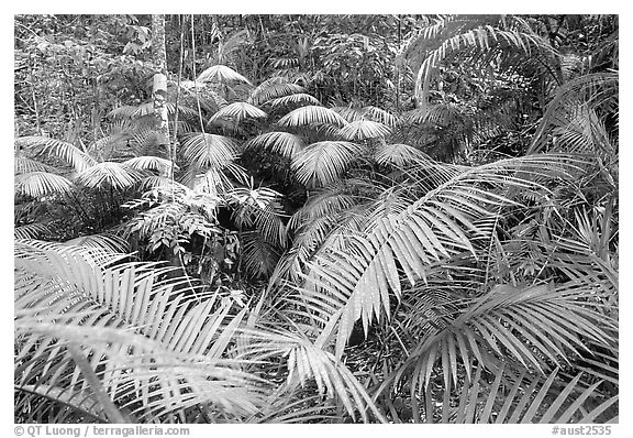 Ferns in Rainforest, Cape Tribulation. Queensland, Australia (black and white)
