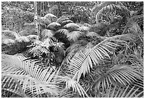 Ferns in Rainforest, Cape Tribulation. Queensland, Australia (black and white)