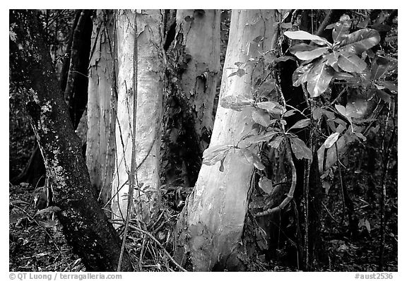 Trees in Rainforest, Cape Tribulation. Queensland, Australia