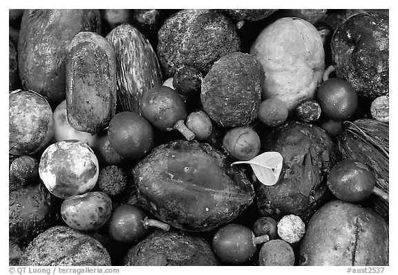 Rainforest fruits, Cape Tribulation. Queensland, Australia