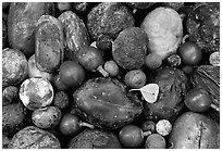 Rainforest fruits, Cape Tribulation. Queensland, Australia ( black and white)