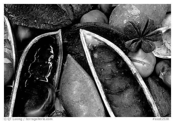 Rainforest beans, Cape Tribulation. Queensland, Australia (black and white)