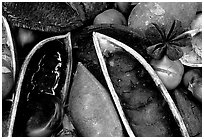 Rainforest beans, Cape Tribulation. Queensland, Australia ( black and white)
