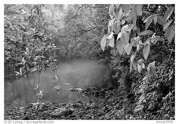 River with mist raising, Cape Tribulation. Queensland, Australia (black and white)