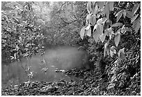 River with mist raising, Cape Tribulation. Queensland, Australia ( black and white)