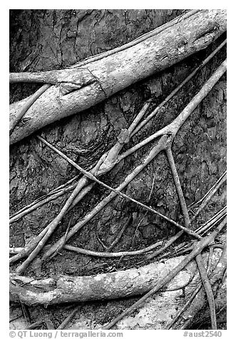 Strangler fig detail. Queensland, Australia